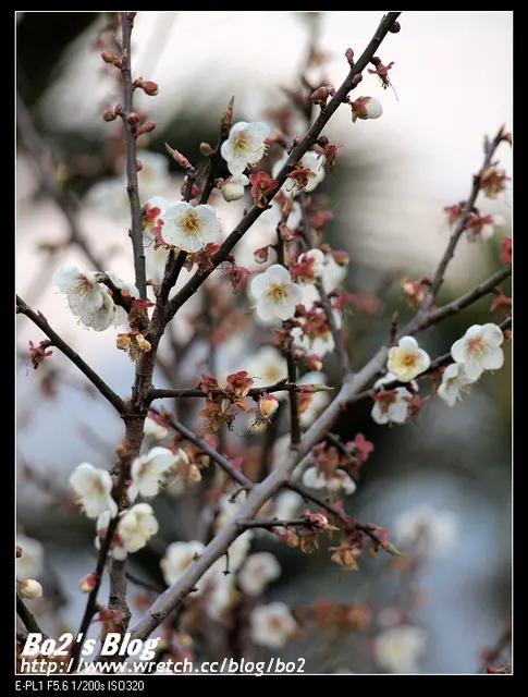 
南投.信義-牛稠坑殘念的賞落梅記行
