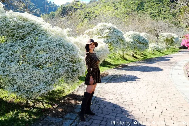 【南投。信義鄉】遠看猶如靄靄白雪鋪蓋樹梢上，『白雪木』盛開就如同冬季第一場初雪使人陶醉，走一趟『柳家梅園』享受那幸福氛圍吧。(花況105.12.04)