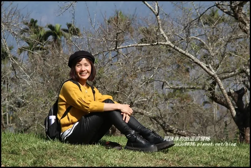 南投信義。牛稠坑柳家梅園、風櫃斗邱班長梅園。烏松崙石家梅園。白雪木油菜花喧賓奪主。