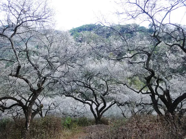 柳家梅園～賞梅+採葡萄