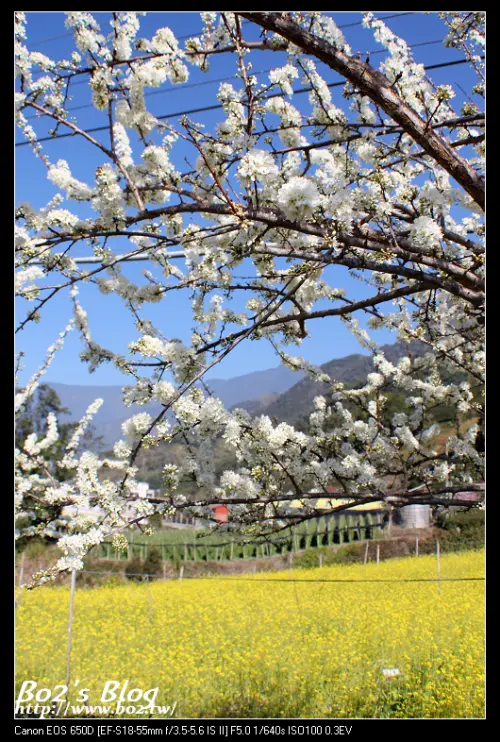 
南投.信義-草坪頭玉山觀光茶園_群櫻綻放(20140123花況)
