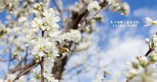 南投縣信義鄉︱草坪頭櫻花季　櫻李齊放，風吹花落，徜徉在緋紅絕美的浪漫櫻花陣❤        
      