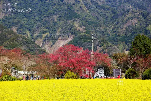 [ 南投⊙信義]草坪頭玉山茶園。李花狂。櫻花媚。油菜花亮。美~美~美~