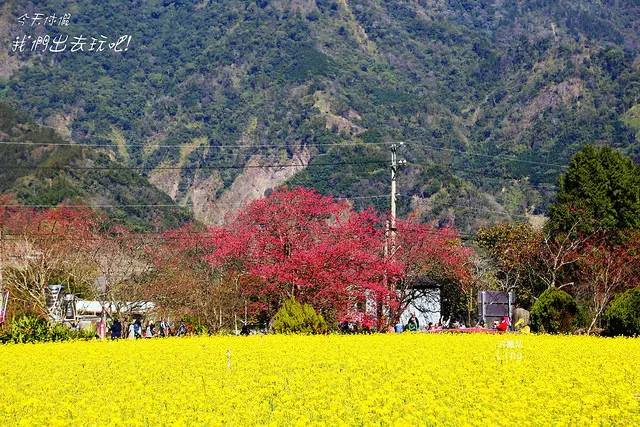 [ 南投⊙信義]草坪頭玉山茶園。李花狂。櫻花媚。油菜花亮。美~美~美~