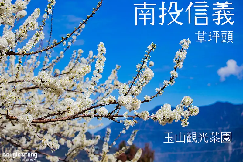 【遊記│南投信義】草坪頭玉山觀光茶園~桃李櫻，三種花一次滿足