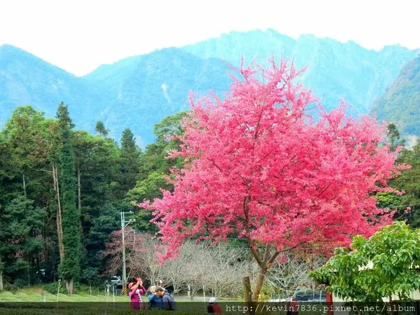 櫻花季~草坪頭玉山觀光茶園+吃熱愛玉半日遊,賞櫻花在南投信義鄉就可看見粉紅色櫻花美麗夢幻唷!