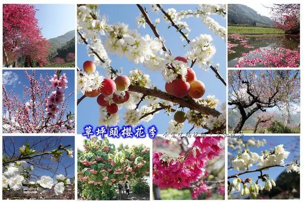 南投信義鄉景點/新中橫賞花必遊【2020草坪頭櫻花季】李花/櫻花/桃花/玉山觀光茶園美美1.5k櫻花大道/登山步道/觀景步道(美景、美食、停車資訊)