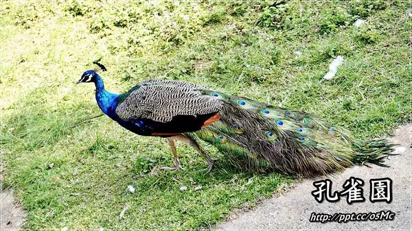 【南投/魚池】親子同遊～迷你型的動物園，來看美麗的孔雀開屏♪♪孔雀園♪♪