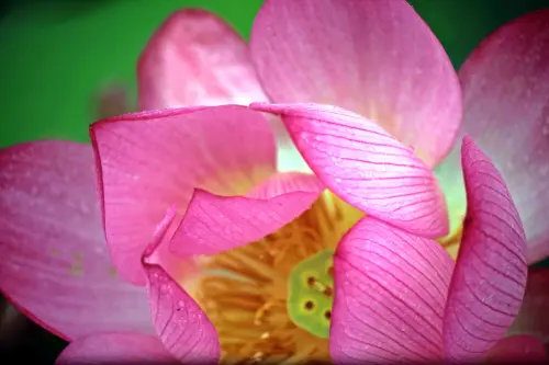 【2013荷花季-南投】中興新村夏荷爭艷，帶著相機賞蓮去！