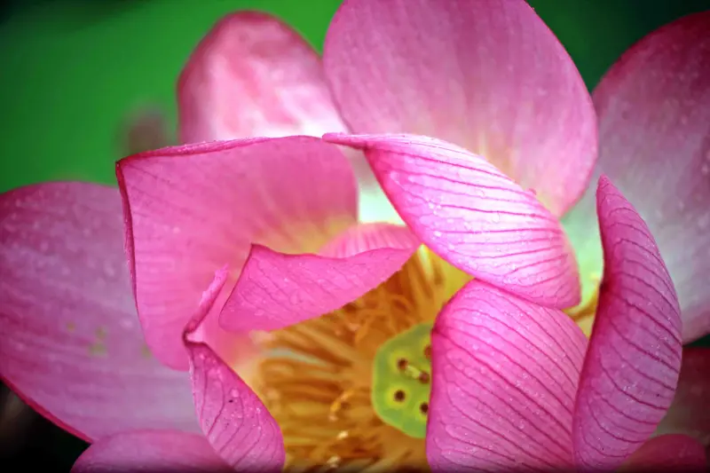 【2013荷花季-南投】中興新村夏荷爭艷，帶著相機賞蓮去！