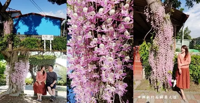 2020南投中興新村石斛蘭 ▶ 中興新村石斛蘭大道 ▶ 好浪漫粉紅瀑布 中興新村光明三路石斛蘭盛開 2020/4/12最新花況!