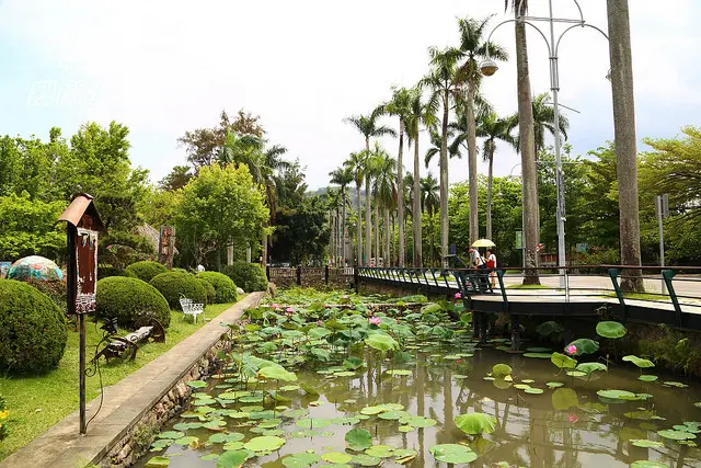 [南投 ⊙中興新村]省府路荷花池。初夏看見荷花的喜悅