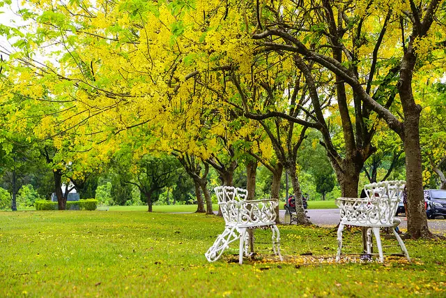 夏之阿勃勒狂野又浪漫。中興新村光榮東路二街。