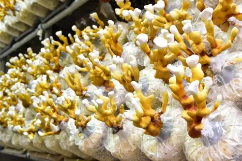 埔里景點推薦【豐年農場好好玩！】埔里有機香菇農場現摘新鮮菇～適合親子家庭旅遊的好景點！ 