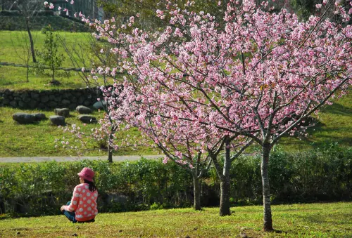 河津櫻 の 粉色系浪漫 * 南投鹿谷 . 小半天石馬公園