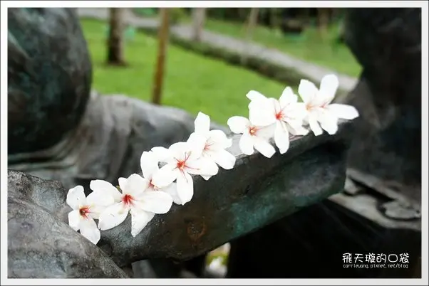 【南投】埔里牛耳藝術渡假村。2013桐花季最新花況