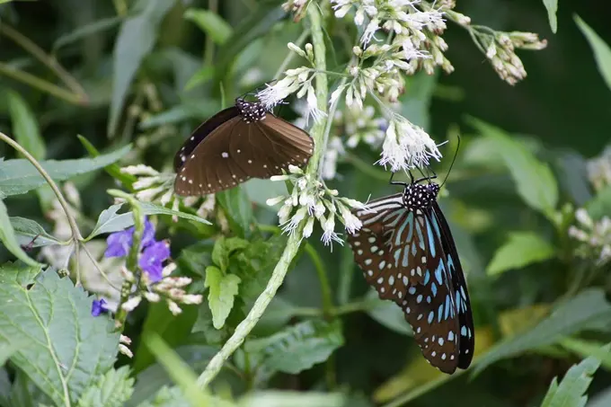 秋天賞蝶小旅行@南投埔里牛耳藝術渡假村