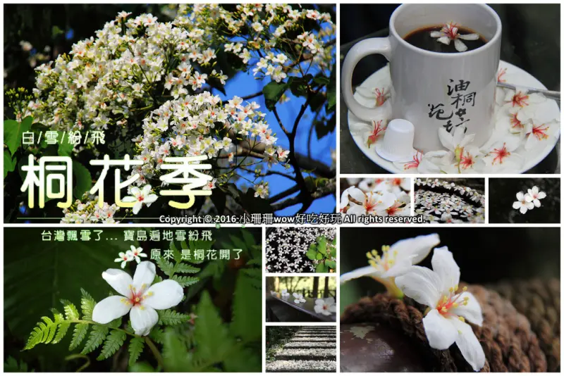 《2016桐花祭》全台賞桐景點，桐花飛雪大集合（懶人包） 