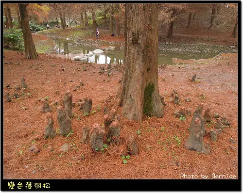 誘人的橘紅色‧變色落羽松林