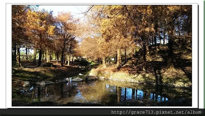 [遊]季節限定 - 落羽松 像歐洲秋冬美景的羅東運動公園