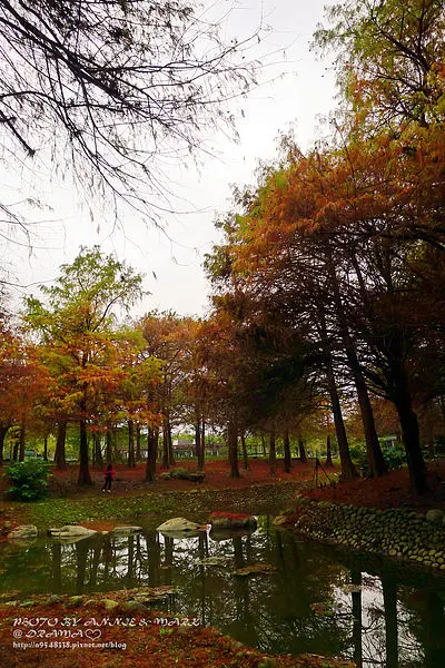◎【羅東運動公園 落羽松】12/29現況～正冬紅色風暴，走進迷霧的落羽松林！