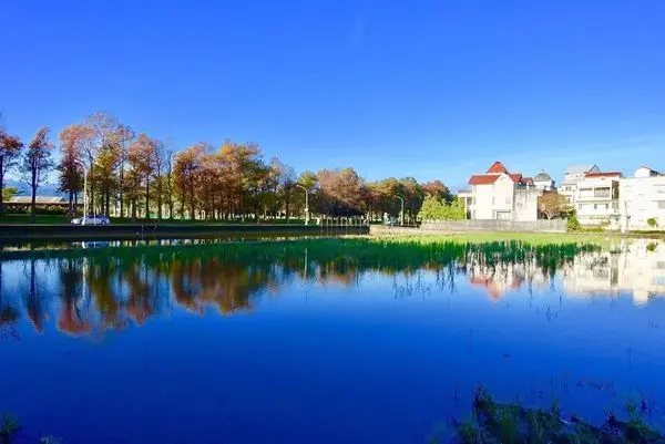 【羅東運動公園落羽松】季節限定之美/宜蘭巿區最易到達落羽松步道/2019/1/11最新松紅分享