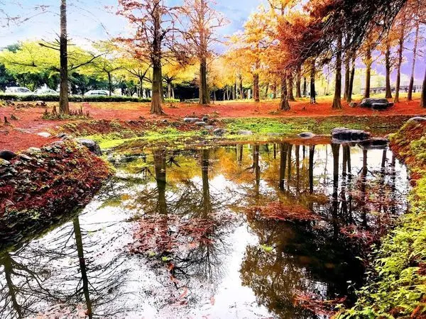 【羅東運動公園】落羽松正紅水上倒影超美/異國風情落羽松森林/羅東必吃美食正常鮮肉小湯包/2020/1/15最新松紅分享