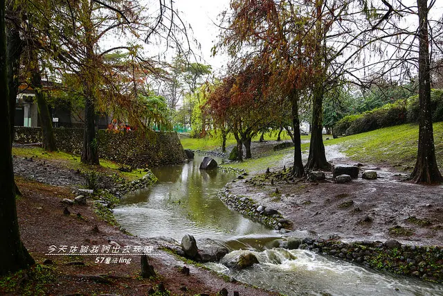 羅東運動公園落羽松。細雨濛濛雨天限定唯美景色