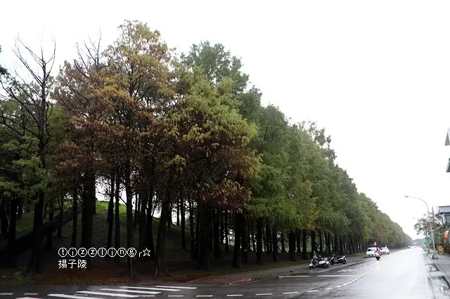 2020羅東運動公園｜東丘落羽松｜2020冬戀蘭陽溫泉季｜湯圍溝溫泉公園～