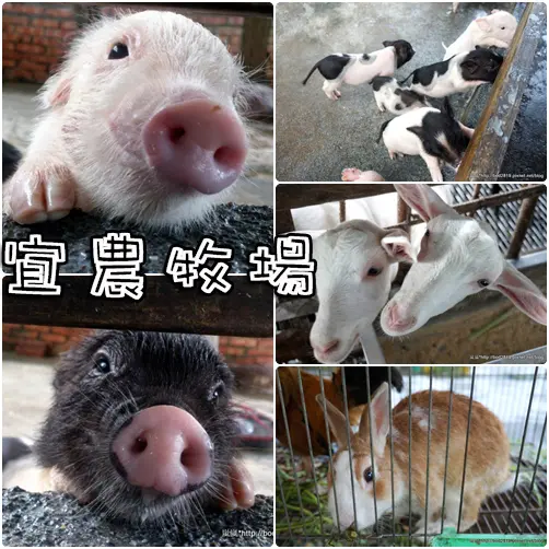 【宜蘭羅東】宜農牧場－假日休閒好去處，體驗餵小豬、小羊、兔子的趣味，門票只要20！