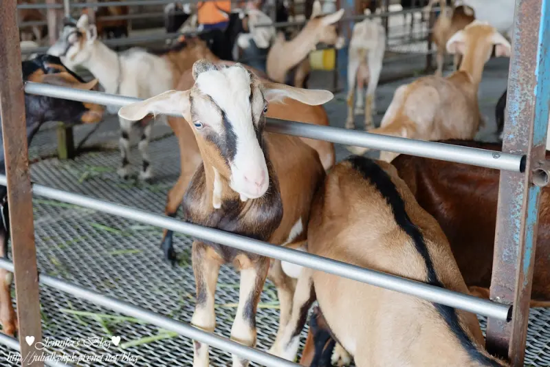 【宜蘭-冬山鄉】宜農牧場♥來和小動物們近距離互動吧！