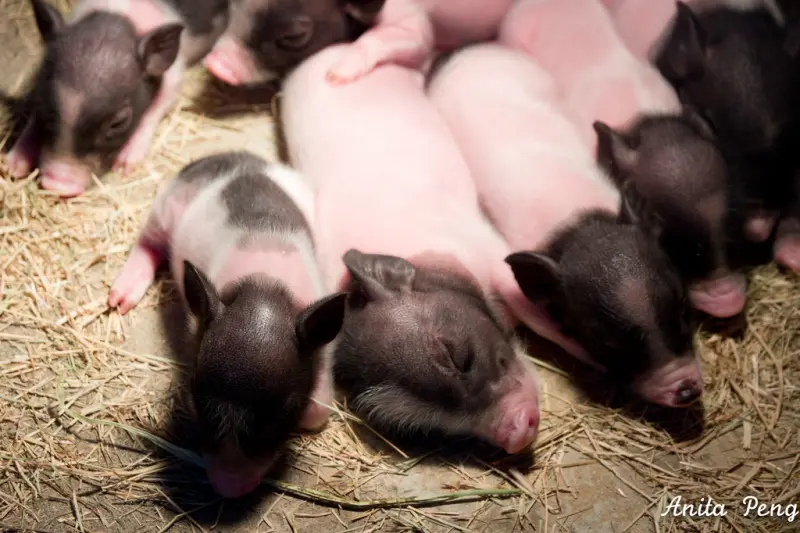 【玩樂．宜蘭】小而溫馨的宜農牧場，門票只要俗俗的20元