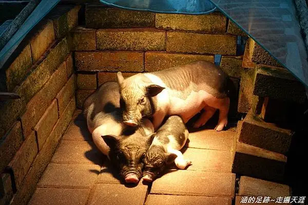 [宜蘭親子景點] 冬山 - 宜農牧場 ～ 門票只要$30元，牧場內好多可愛的小動物，餵小豬、小羊好好玩！宜蘭親子旅遊推薦