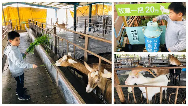 圓圓家出去玩-<宜蘭冬山>宜農羊牧場門票只要NT$30元，小羊喝奶奶、搶牧草超可愛，超受孩子們歡迎的親子景點