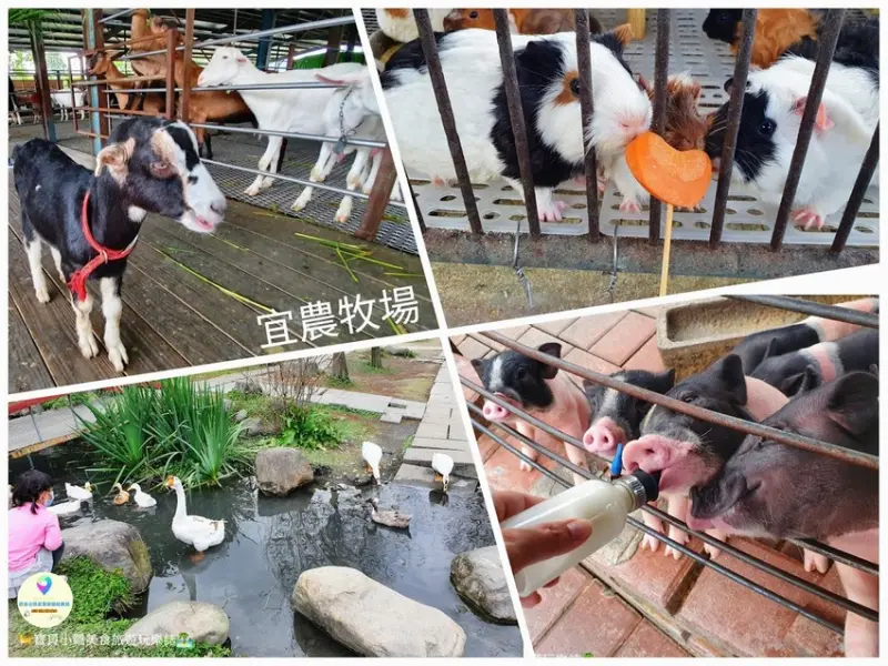 [遊]宜蘭 漫步園區~與可愛小動物來一場近距離接觸與餵食體驗 讓可愛動物們陪您渡過愉快的假期吧~ 宜農牧場