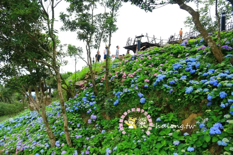 宜蘭新北繡球花景點)) 北宜公路上遇見最浪漫的繡球花景點 | 跑馬古道2019繡球花! - 虎虎龍龍*珍太妃