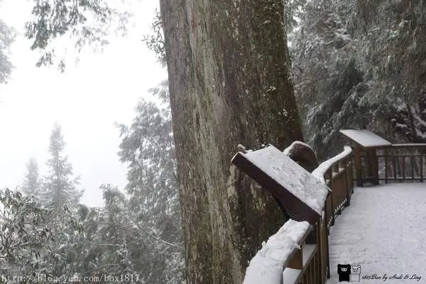 【宜蘭。大同】雪白馬告生態公園。馬告神木群下雪了。難得一見的美景