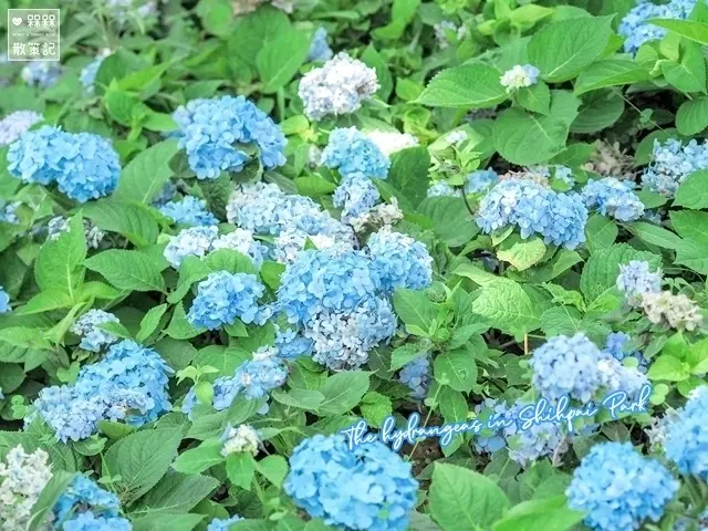 【新北◍•ᴗ•◍坪林】景點・台九線石牌縣界公園賞繡球花｜紫陽花伴遊，徜徉於古道歷史與絕美景緻｜宜蘭礁溪跑馬古道｜2020年最新繡球花花況｜坪林景點推薦｜石牌公園｜頭城景點