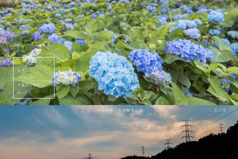 石牌縣界公園,一片水色繡球花,在北宜公路上模糊了劃分的交界