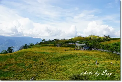 花蓮富里六十石山金針花季2014 ~遼闊又壯觀的金針花海