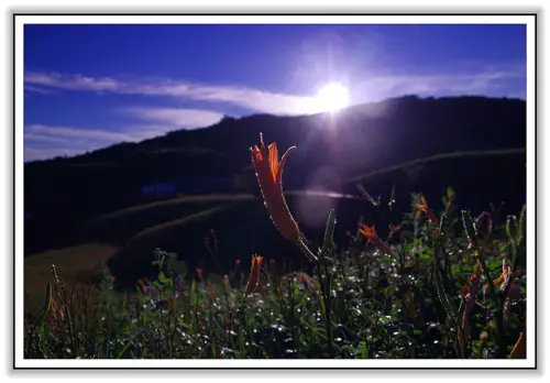 金色山脈？我在哆囉滿看見台灣金色奇蹟．六十石山金針花