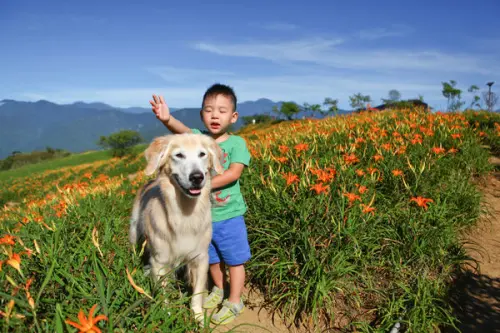 寵物親子旅遊.花蓮六十石山金針花盛開