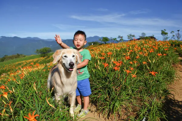 寵物親子旅遊.花蓮六十石山金針花盛開
