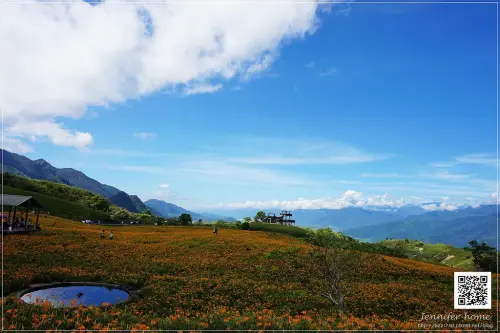 [花蓮富里旅遊] 花東縱谷上大地瑰麗的畫作，飽覽六十石山上黃澄油亮的金針花海