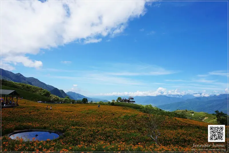 [花蓮富里旅遊] 花東縱谷上大地瑰麗的畫作，飽覽六十石山上黃澄油亮的金針花海