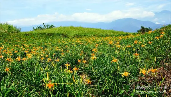 【花蓮/富里】限定季節才有，美不勝收的金針花海♪♪六十石山♪♪