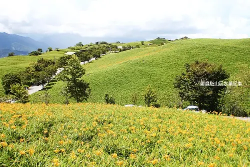 2013-7-31 花蓮~六十石山金針花季