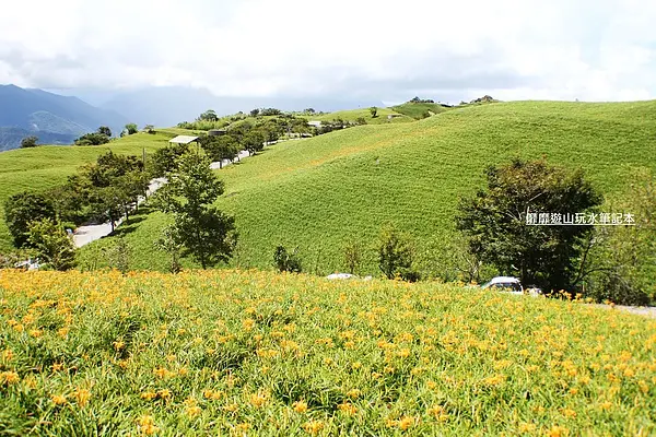 2013-7-31 花蓮~六十石山金針花季