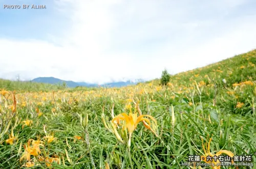 [ 遊記 ] 花蓮．六十石山 金針花 - 滿滿的金針花海 你也飛撲了嗎?!(內有閃圖,請戴墨鏡)