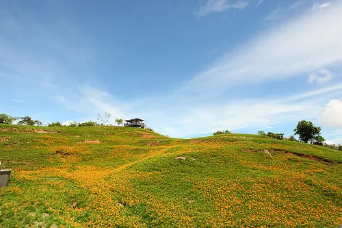 【台東-富里景點】六十石山的金針花海